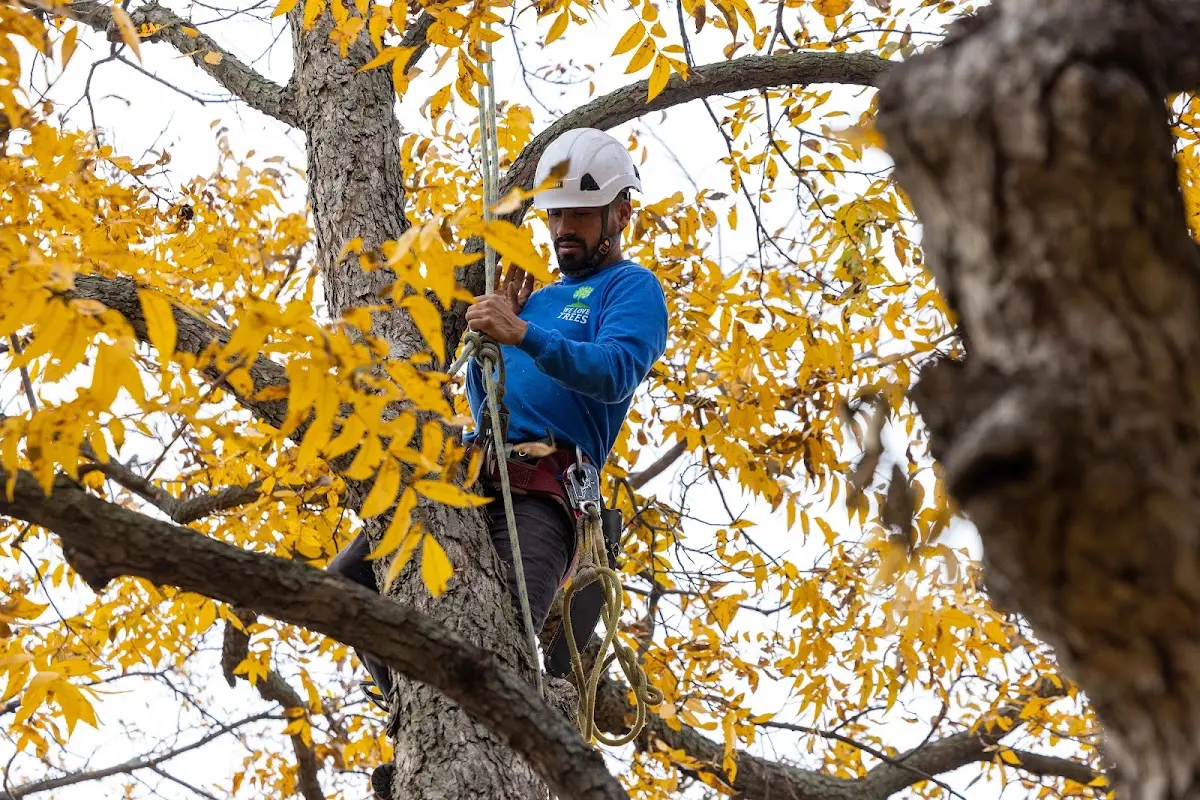 Skilled Tree Trimming crew working in Moodys